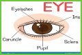 Body part with a pupil