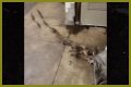 Rats Run Out From Under Homeless Person's Blanket on NYC Subway Platform
